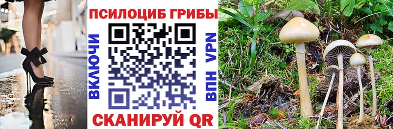 Псилоцибиновые грибы Psilocybine cubensis Серафимович